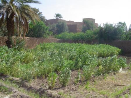 jardin de figuig