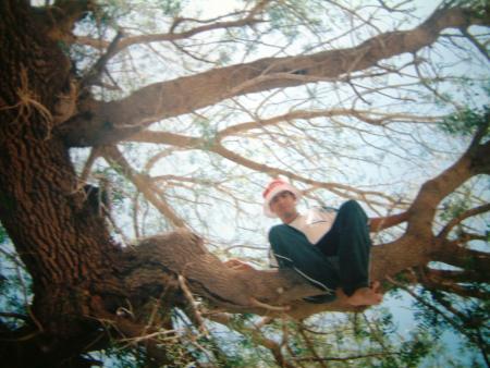 TOUJOPURS L'ARBRE GEANT