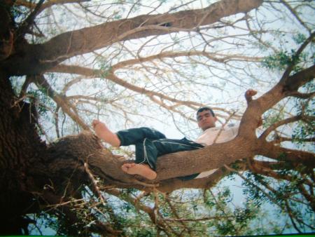 L'ARBRE GEANT